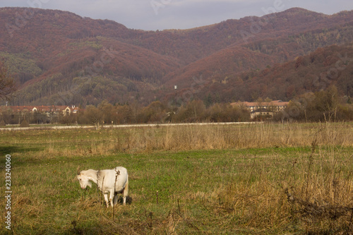 goat on a pasture