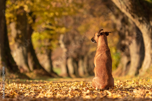 Foto Dog is sitting in the autumn forest and shows his back