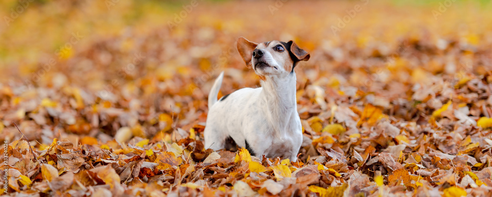 Purebred Jack Russell Terrier 12 years old. Little cute dog is running in the autumn leaves 