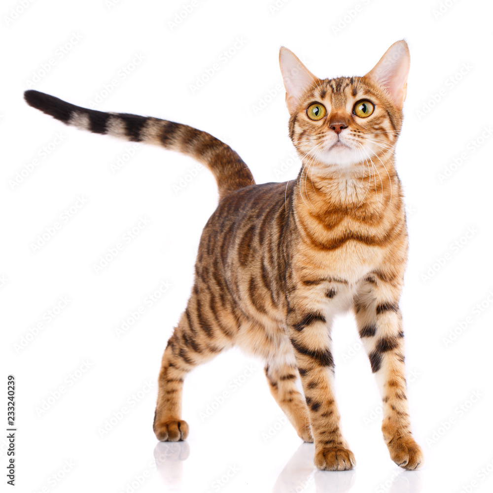 Pets, animals and cats concept - Bengal cat