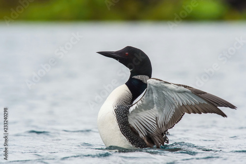 The Common loon, Gavia immer is floating on the lake in Veidivotn, Iceland