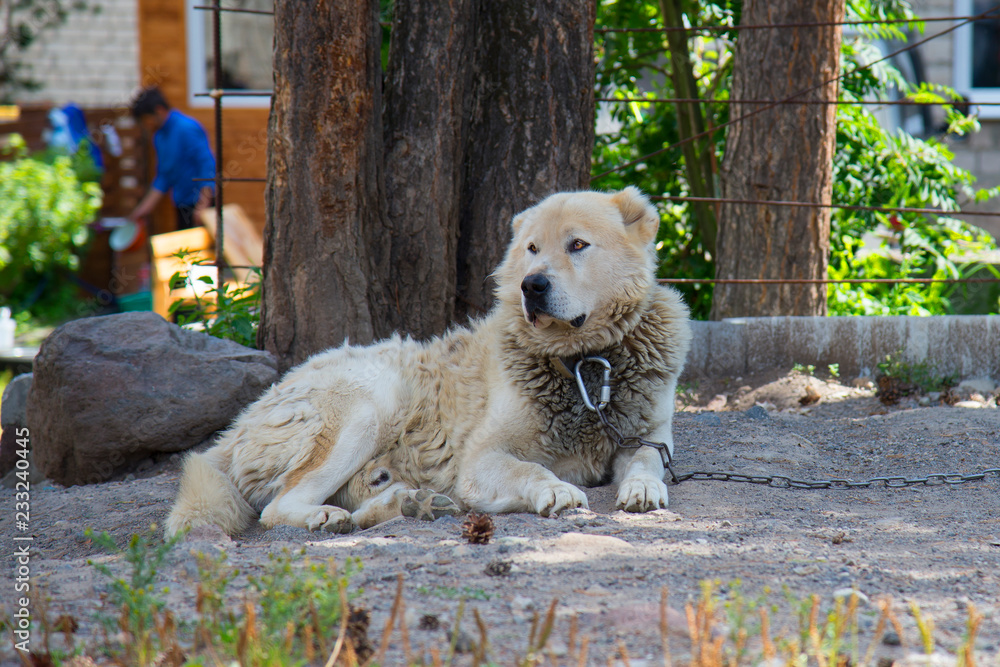 Caucasian Shepherd Dog outdoor in summer