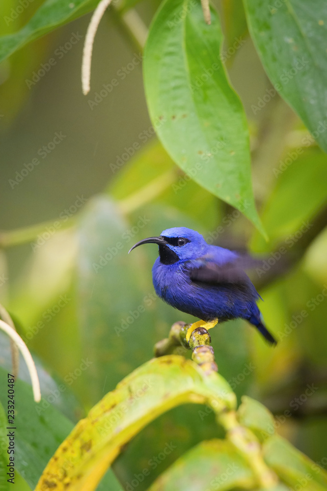 Obraz premium The Purple Honeycreeper, Cyanerpes Caeruleus is sitting on the branch in green backgound, amazing blue colored bird, Trinidad