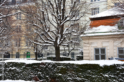 Snowy trees in Vienna, Austria