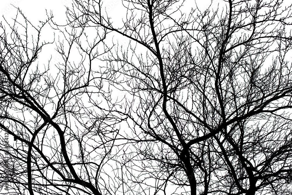 Tree branches isolated on the white background. Tree branches isolated on the white background.