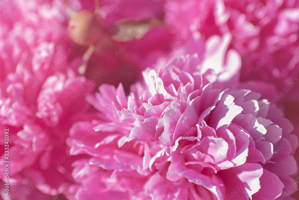 Obraz premium Flowers. Beautiful pink peonies in the garden on a summer day. Blooming pink peony in the sun. 