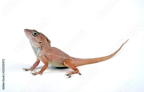 Dickkopfanolis (Audantia cybotes) - Large-headed anole photo