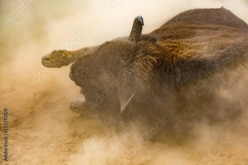 European bison (Bison bonasus) 