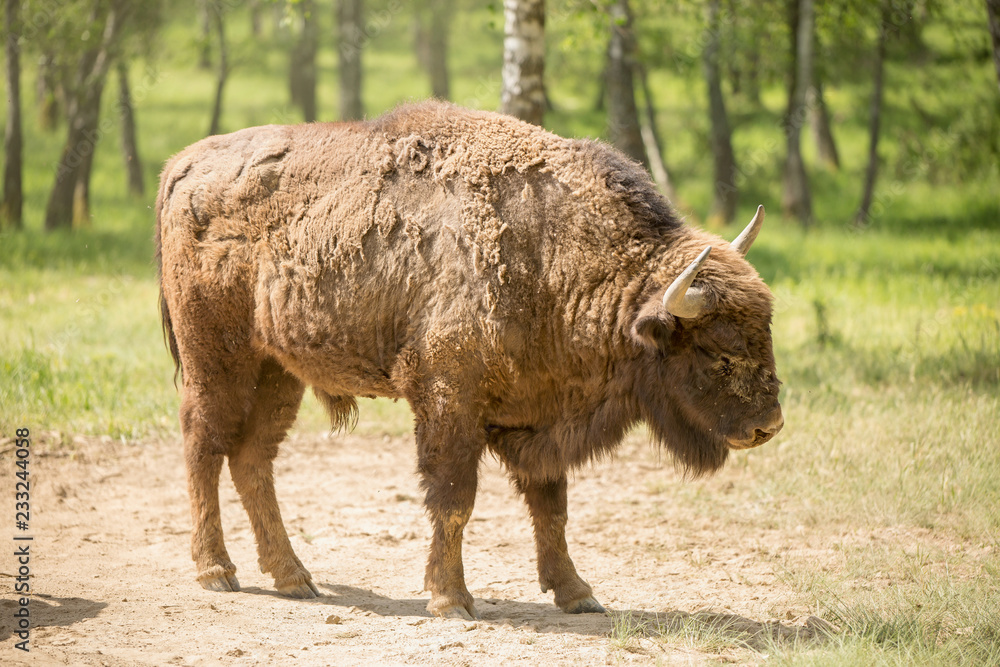 Fototapeta premium European bison (Bison bonasus) 
