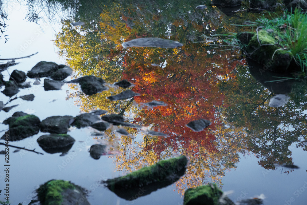 autumn color reflections in pond autumn color reflections in pond