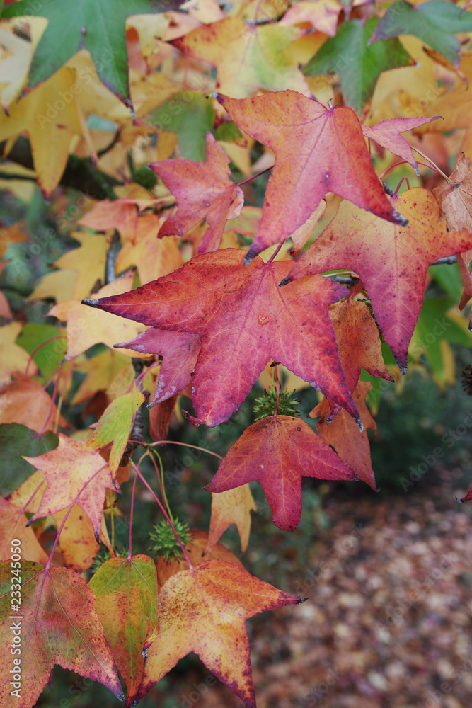 Fototapeta premium red autumn leaves