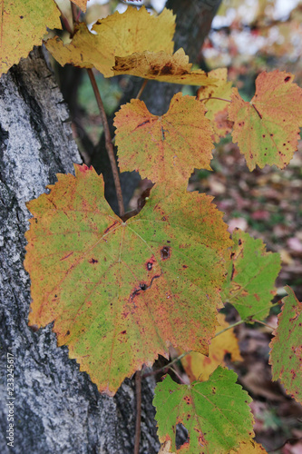 autumn vineyard leaf