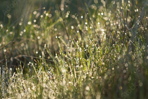 background of green fresh grass with dew in the morning.