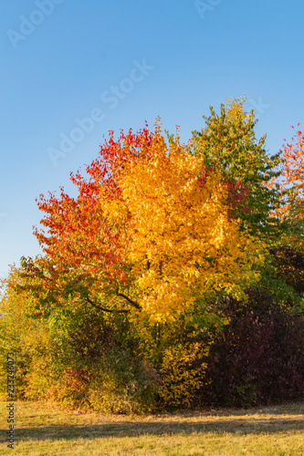 Colorful autumn leaves of a maple (Genus Acer) in sunlight in Berlin, Germany
