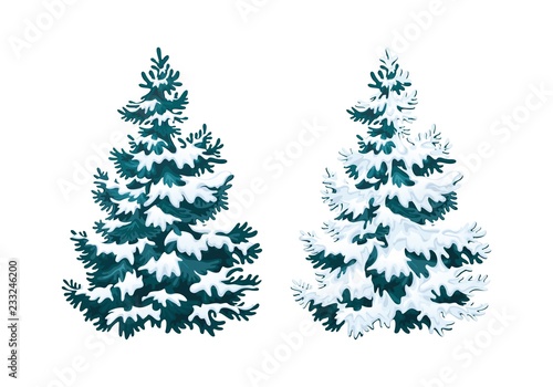 Realistic vector illustration of fir tree in snow on white background. Blue fluffy pine, isolated on white background 2.1