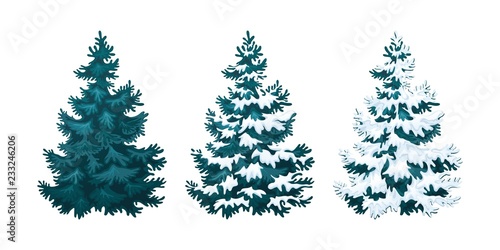 Realistic vector illustration of fir tree in snow on white background. Blue fluffy pine, isolated on white background 2.2