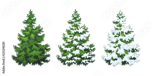 Realistic vector illustration of fir tree in snow on white background. Green fluffy pine, isolated on white background 1.2