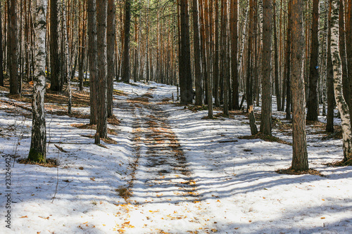 winter forest with a path in the sun