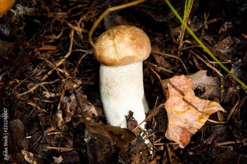 Young, Hemileccinum impolitum mushroom. Mushroom grows in a oak forest. Mushroom closeup. Soft selective focus. photo