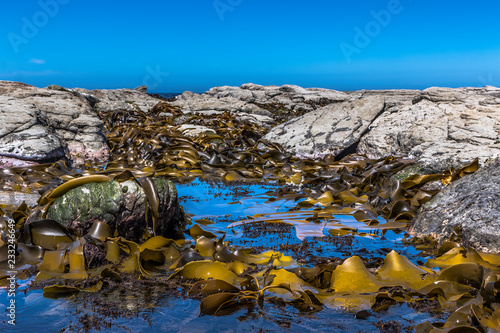 Kelp on the Rocks