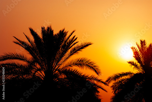 Date palm tree silhouette at beautiful sunset in Dubai