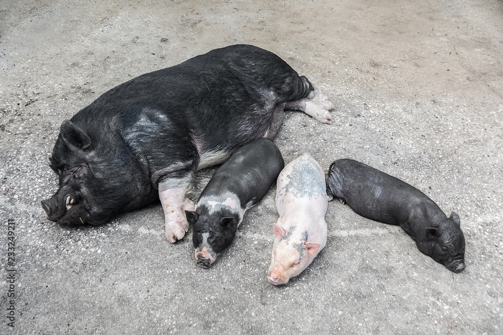 Black Vietnamese potbellied pig Sus scrofa domesticus and three little pigs sleep nearby Black Vietnamese potbellied pig Sus scrofa domesticus and three little pigs sleep nearby