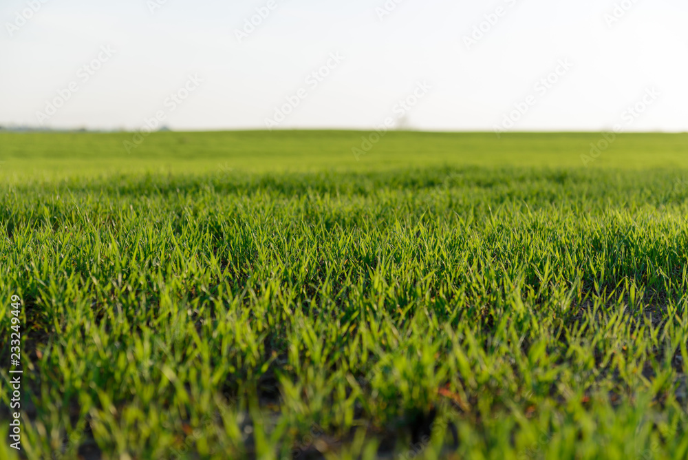 Obraz premium Green grass field
