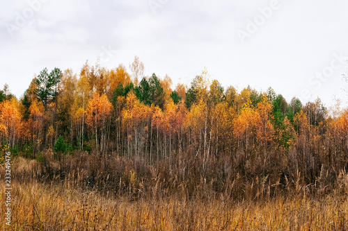 Beautiful autumn in the forest of yellow birches in Kaluga