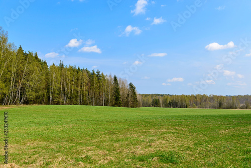 Forest and medow landscape