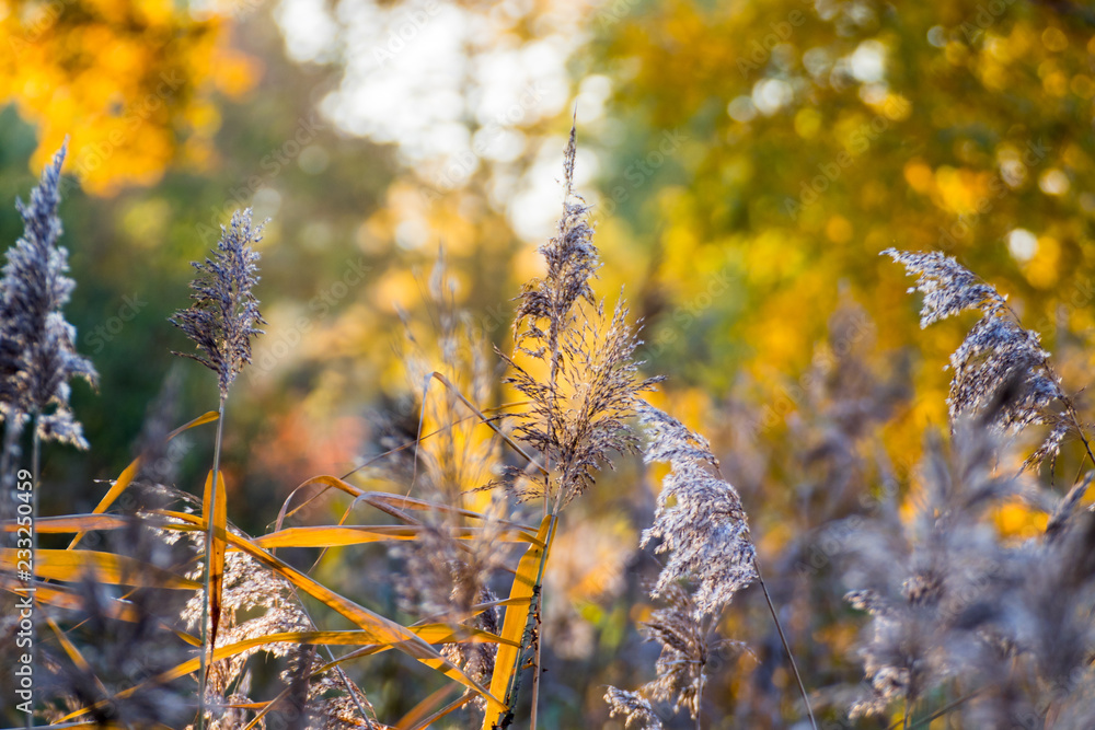 Fototapeta premium Schilf close up im Abendlicht