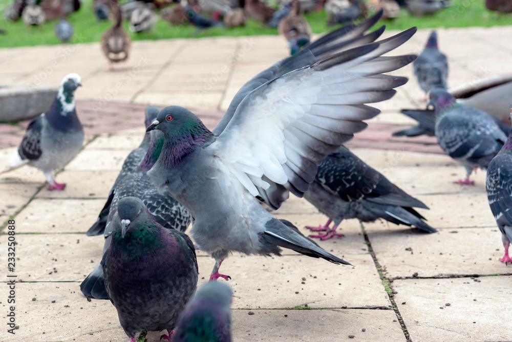 Fototapeta premium Group of gray pigeons in a city park.