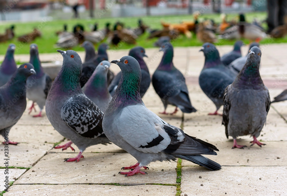 Group of gray pigeons in a city park. Group of gray pigeons in a city park.