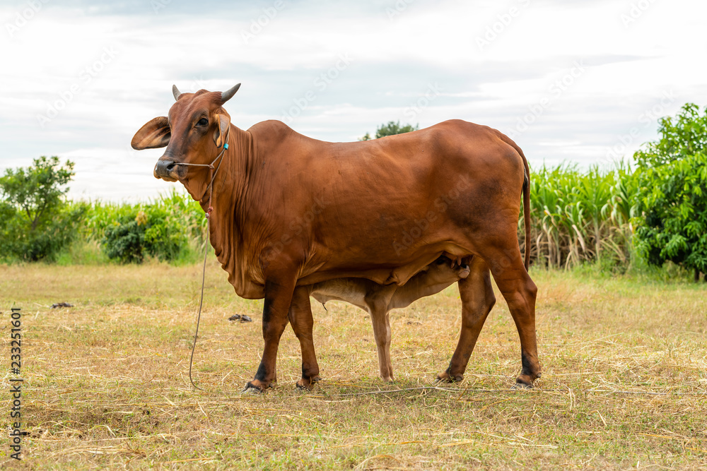 A young male calf sniffing his mom's udder