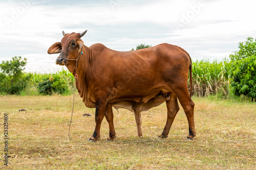 Fototapeta Naklejka Na Ścianę i Meble -  A young male calf sniffing his mom's udder