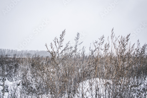 Wallpaper Mural snow covered trees Torontodigital.ca