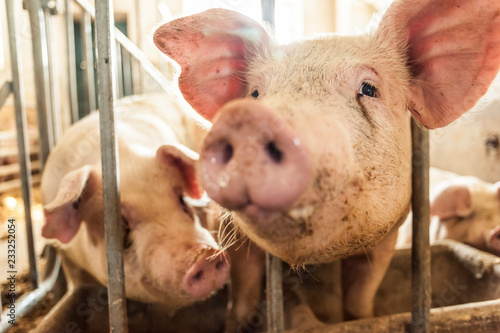 Young pig muzzle coming out of the cage