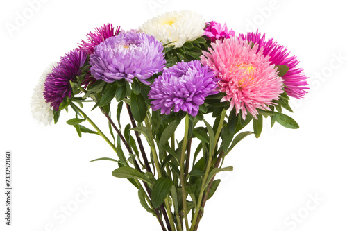 bouquet of asters isolated