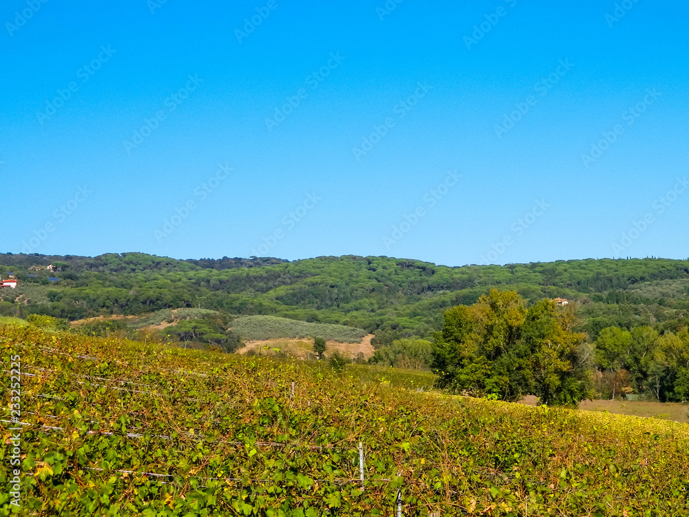 Vineyards in the hills of Tuscany.