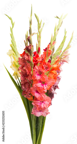 bouquet of gladiolus isolated