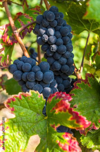 Weinrebe mit großen roten Trauben und Beeren und bunten Weinblättern in Nahaufnahme