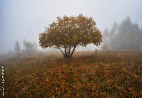 foggy forest. picturesque beech forest. autumn foggy morning