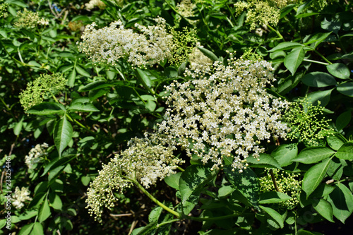 White elderberry flowers