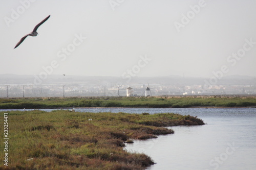 Gaviota en vuelo