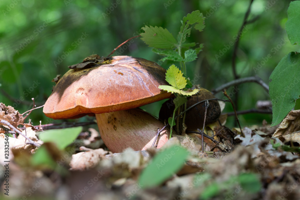 Boletus erythropus