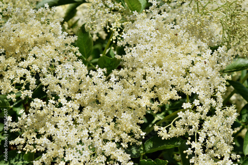 European black elderberry (Sambucus nigra)