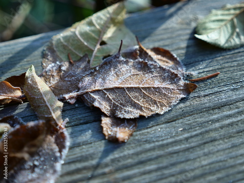 frost covered autumn leaves