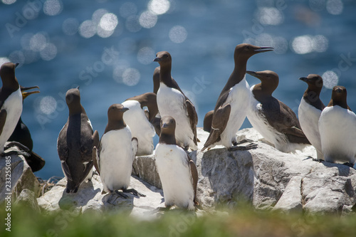 guillemots standing on a rock in england photo