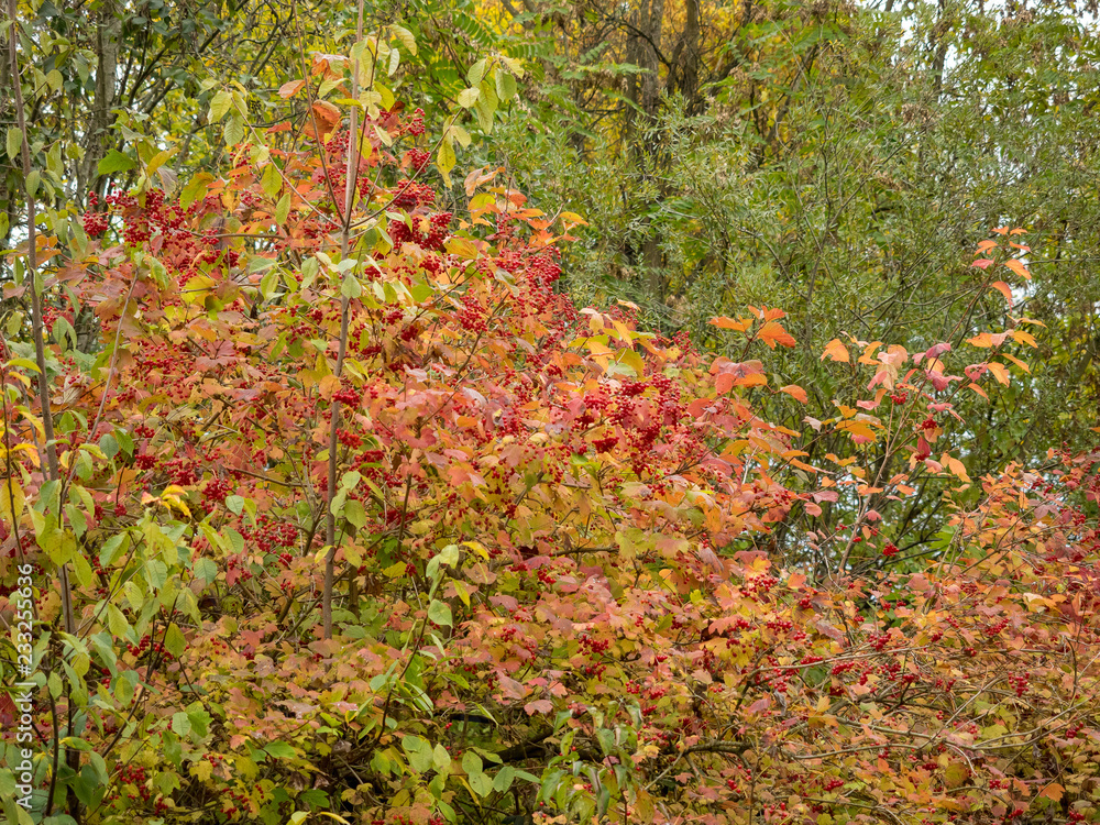 Baies rouges du viorne obier aux feuilles rougeoyantes d'automne (Viburnum opulus) Baies rouges du viorne obier aux feuilles rougeoyantes d'automne (Viburnum opulus)