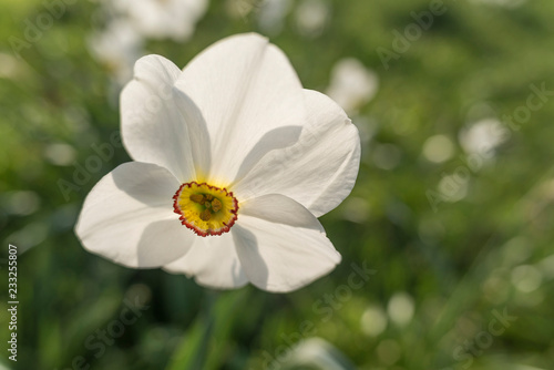 white narcissus flower © JDM Photo