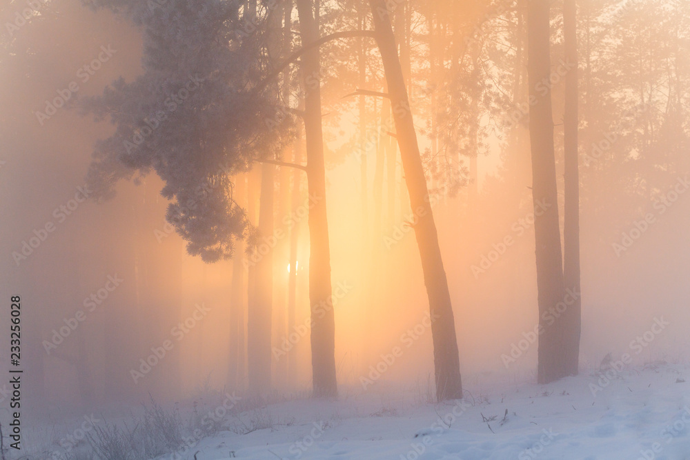Fototapeta premium Wspaniały zimowy las